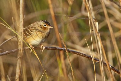_MG_2812 Grasshopper Sparrow.jpg