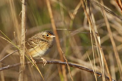 _MG_2816 Grasshopper Sparrow.jpg