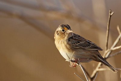 _MG_3001 Grasshopper Sparrow.jpg