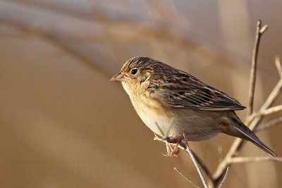 _MG_3019 Grasshopper Sparrow.jpg