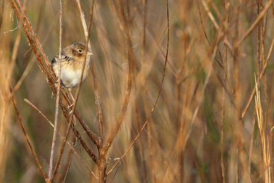 _MG_3031 Grasshopper Sparrow.jpg