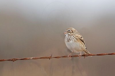 _MG_3118 Vesper Sparrow.jpg