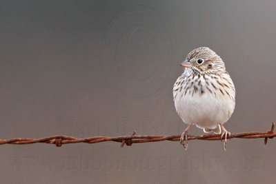 _MG_3126 Vesper Sparrow.jpg