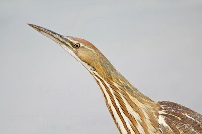 _MG_3175 American Bittern.jpg