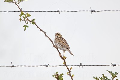_MG_3248 Savannah Sparrow.jpg