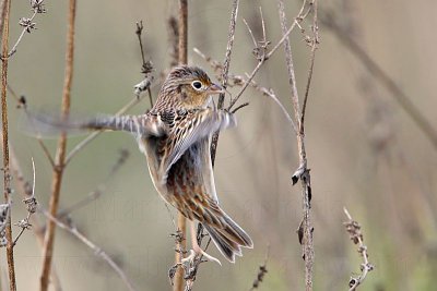 _MG_3406 Grasshopper Sparrow.jpg