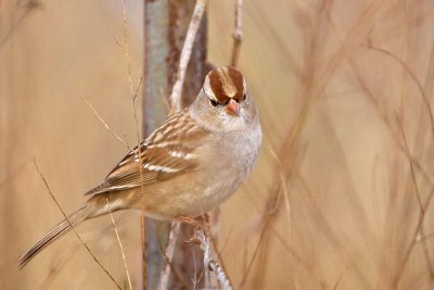 _MG_3434 White-crowned Sparrow.jpg