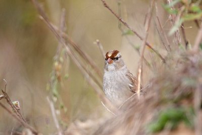 _MG_3437 White-crowned Sparrow.jpg