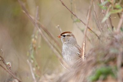 _MG_3438 White-crowned Sparrow.jpg