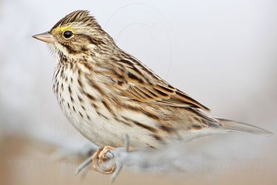 _MG_3474 Savannah Sparrow.jpg