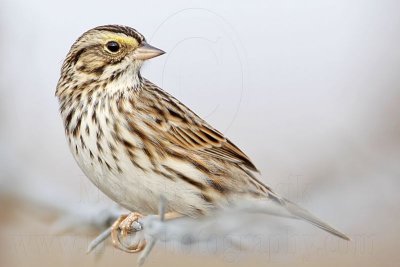 _MG_3485 Savannah Sparrow.jpg