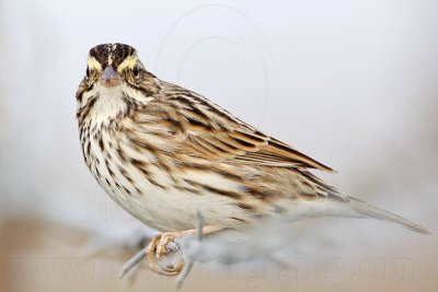 _MG_3498 Savannah Sparrow.jpg
