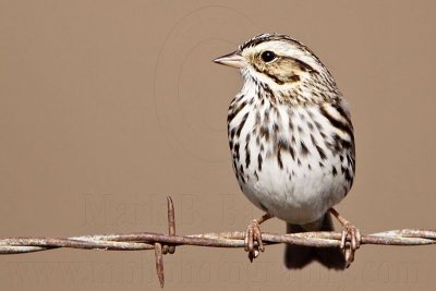 _MG_3597 Savannah Sparrow.jpg