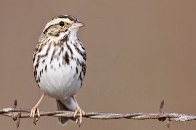 _MG_3607 Savannah Sparrow.jpg