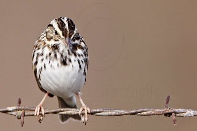 _MG_3615 Savannah Sparrow.jpg
