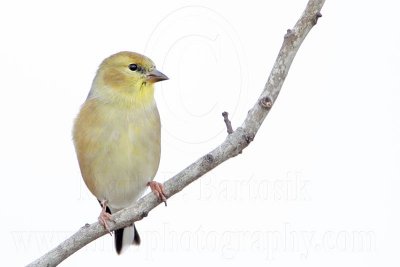 _MG_3823 American Goldfinch.jpg