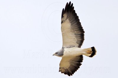 _MG_3930 White-tailed Hawk.jpg