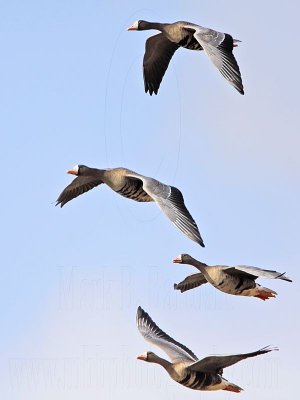 _MG_4064crop Greater White-fronted Goose.jpg