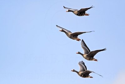 _MG_4065 Greater White-fronted Goose.jpg