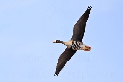 _MG_4071 Greater White-fronted Goose.jpg