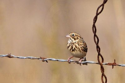 _MG_4195 Vesper Sparrow.jpg
