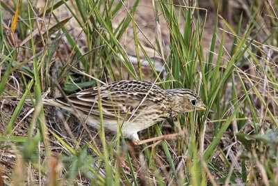 _MG_5364 Sprague's Pipit.jpg