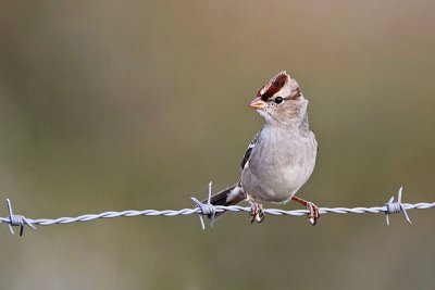 _MG_5604 White-crowned Sparrow.jpg