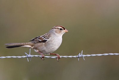_MG_5610 White-crowned Sparrow.jpg
