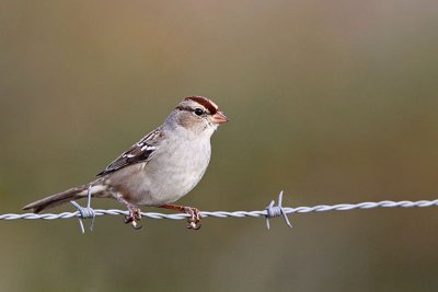 _MG_5623 White-crowned Sparrow.jpg