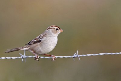 _MG_5627 White-crowned Sparrow.jpg
