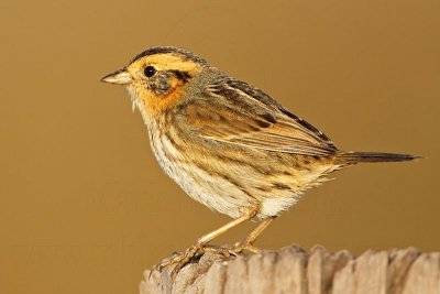 _MG_1248 Nelson's Sharp-tailed Sparrow.jpg