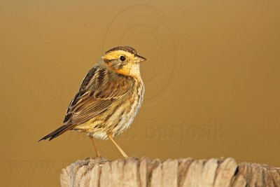 _MG_1260 Nelson's Sharp-tailed Sparrow.jpg