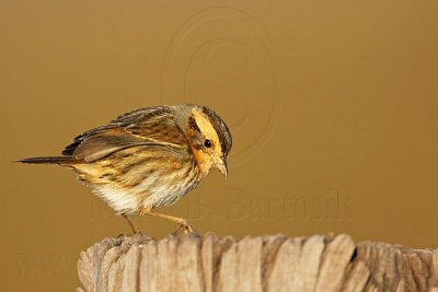 _MG_1261 Nelson's Sharp-tailed Sparrow.jpg