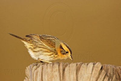 _MG_1262 Nelson's Sharp-tailed Sparrow.jpg