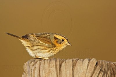 _MG_1263 Nelson's Sharp-tailed Sparrow.jpg