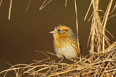 _MG_1315 Nelson's Sharp-tailed Sparrow.jpg
