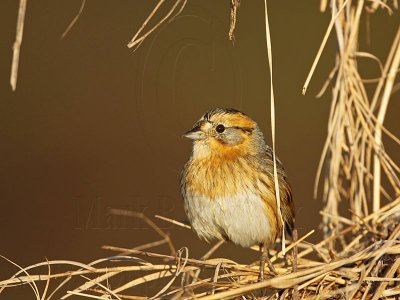 _MG_1320 Nelson's Sharp-tailed Sparrow.jpg