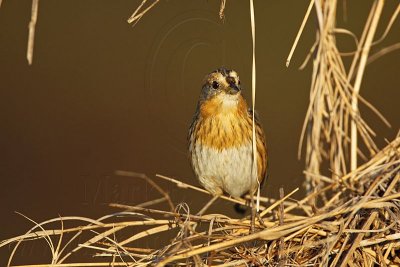 _MG_1323 Nelson's Sharp-tailed Sparrow.jpg