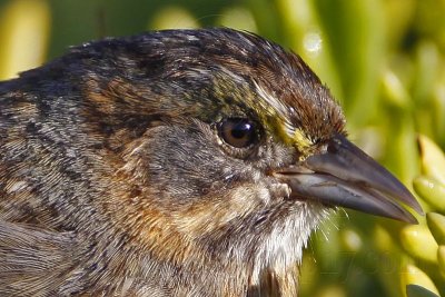 _MG_1645crop Seaside Sparrow.jpg