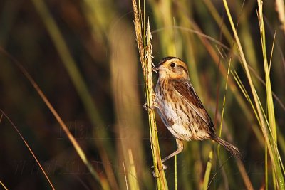 _MG_6103 Nelson's Sharp-tailed Sparrow.jpg