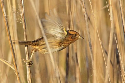 _MG_6456 Nelson's Sharp-tailed Sparrow.jpg