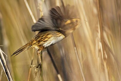 _MG_6841 Nelson's Sharp-tailed Sparrow.jpg