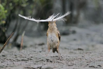 _MG_5139 Seaside Sparrow.jpg