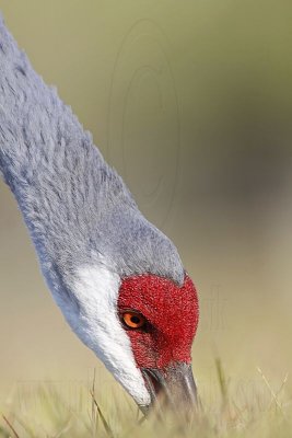 _MG_8359 Sandhill Crane.jpg