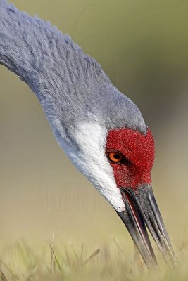 _MG_8360 Sandhill Crane.jpg