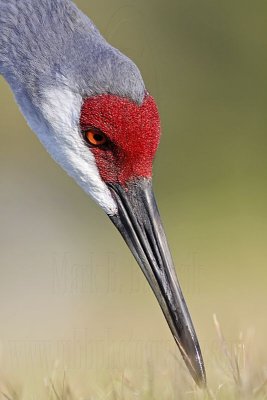 _MG_8366 Sandhill Crane.jpg