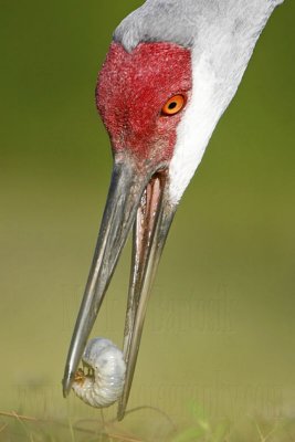 _MG_8494 Sandhill Crane.jpg