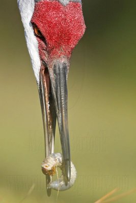 _MG_8756 Sandhill Crane.jpg