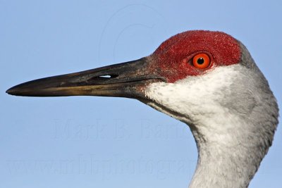 _MG_8799 Sandhill Crane.jpg