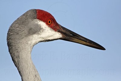 _MG_8805 Sandhill Crane.jpg